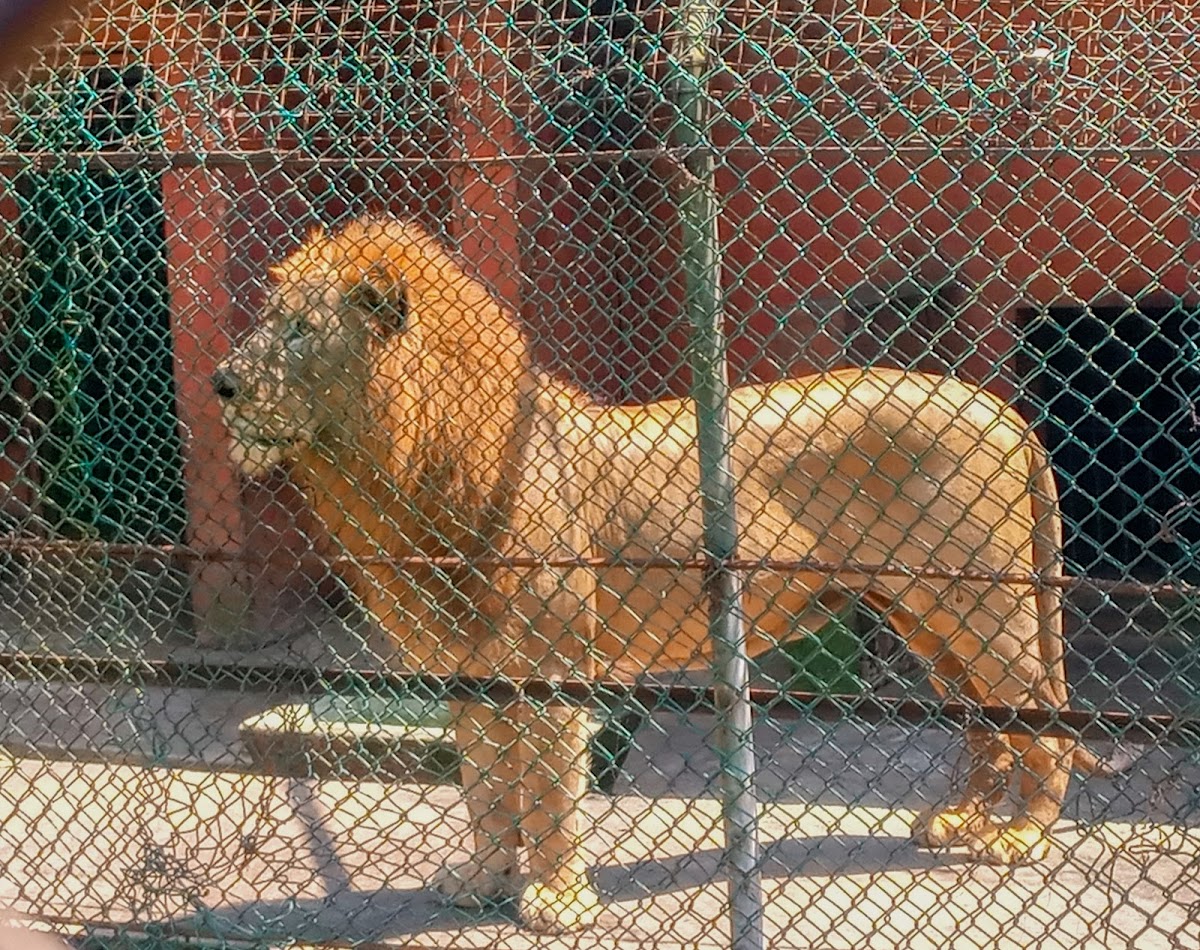 Ogba Zoo and Nature Park