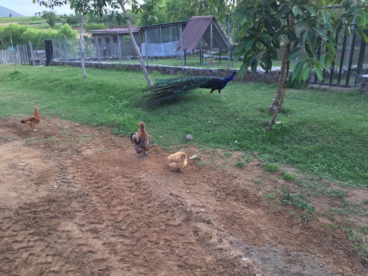 De Darlings Farms and Resorts
